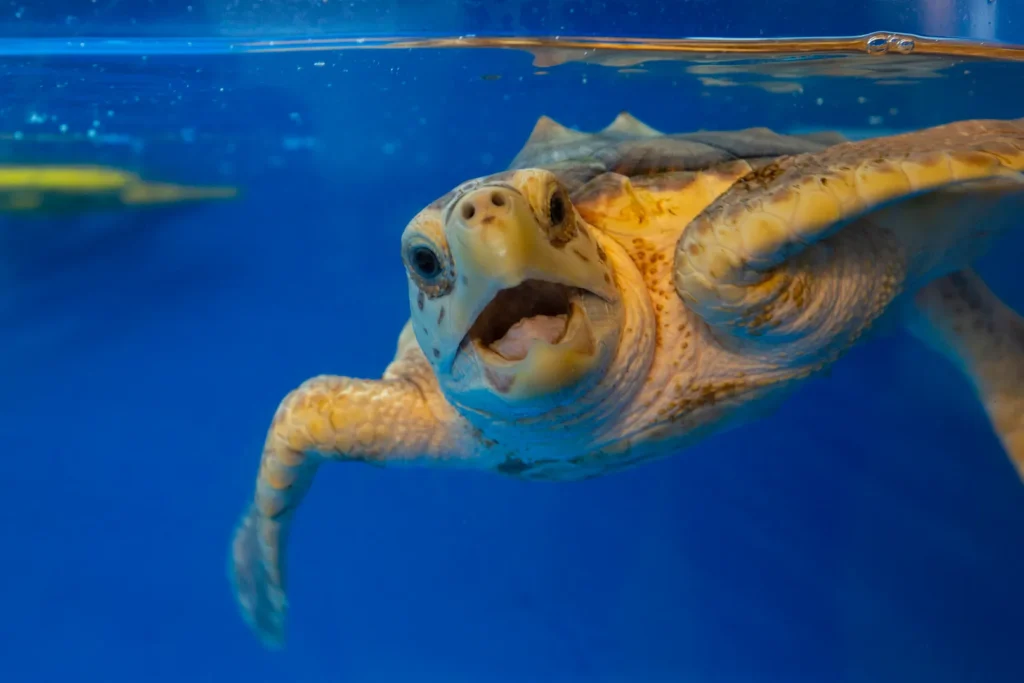 Visit the Tybee Island Marine Science Center