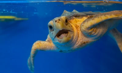 Visit the Tybee Island Marine Science Center